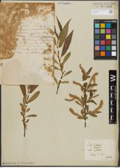 Foto von Salix alba L. x Salix pentandra L.